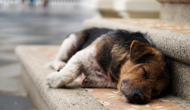 Over $10 Million in Funding Unleashed for New York Animal Shelters, Announces Governor Hochul