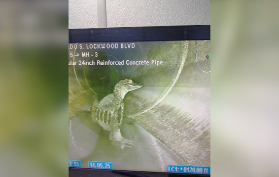 Oviedo's Underground Surprise: Camera Captures Alligator Calmly Navigating City Storm Pipe as Video Goes Viral