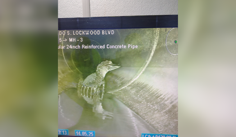 Oviedo's Underground Surprise: Camera Captures Alligator Calmly Navigating City Storm Pipe as Video Goes Viral
