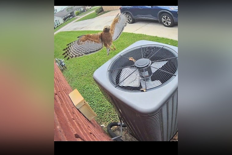 Pearland Residents Beware as Protective Hawks Dive-Bomb in Local Neighborhood