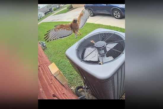 Pearland Residents Beware as Protective Hawks Dive-Bomb in Local Neighborhood