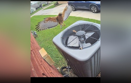 Pearland Residents Beware as Protective Hawks Dive-Bomb in Local Neighborhood