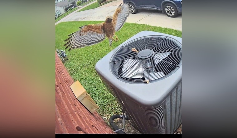 Pearland Residents Beware as Protective Hawks Dive-Bomb in Local Neighborhood