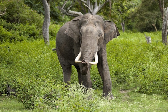 Phoenix and Los Angeles Zoos Face Pressure to Relocate Aging Elephants to Sanctuaries amid Health Concerns