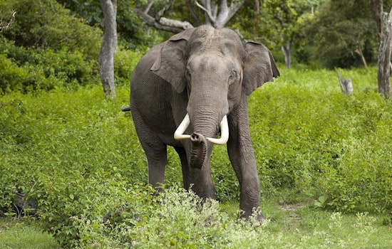 Phoenix and Los Angeles Zoos Face Pressure to Relocate Aging Elephants to Sanctuaries amid Health Concerns