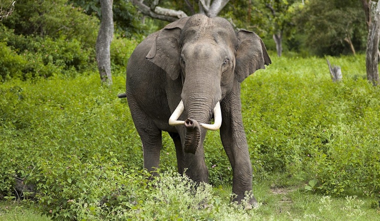 Phoenix and Los Angeles Zoos Face Pressure to Relocate Aging Elephants to Sanctuaries amid Health Concerns