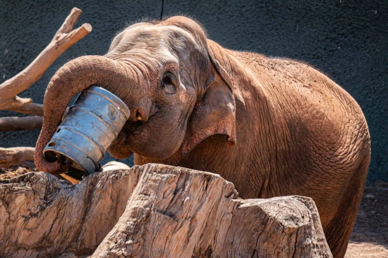 Phoenix Zoo Mourns the Loss of Beloved 59-Year-Old Asian Elephant Indu