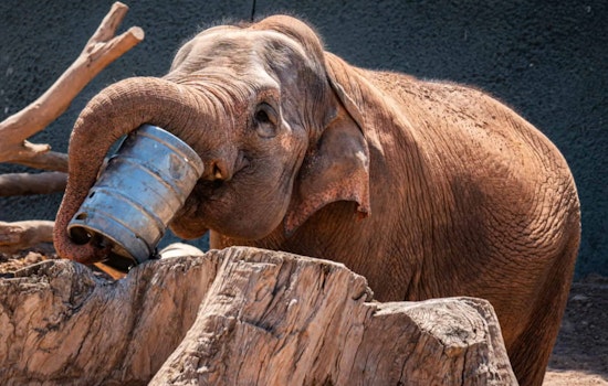 Phoenix Zoo Mourns the Loss of Beloved 59-Year-Old Asian Elephant Indu