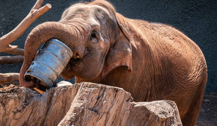 Phoenix Zoo Mourns the Loss of Beloved 59-Year-Old Asian Elephant Indu