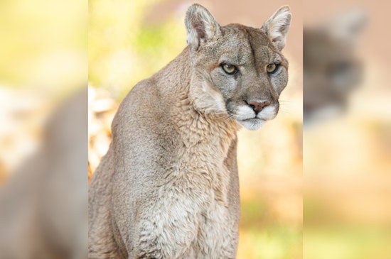 Phoenix Zoo Says Farewell to Beloved Mountain Lion Mystic After 17 Years
