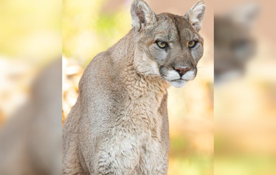 Phoenix Zoo Says Farewell to Beloved Mountain Lion Mystic After 17 Years