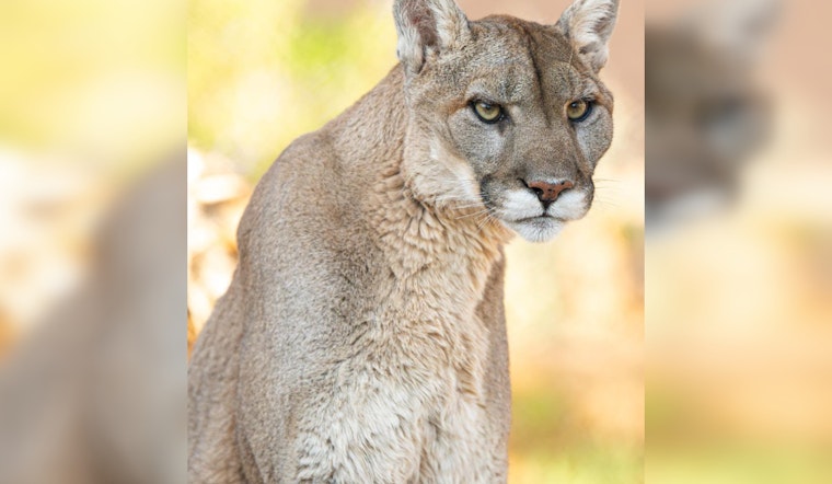 Phoenix Zoo Says Farewell to Beloved Mountain Lion Mystic After 17 Years