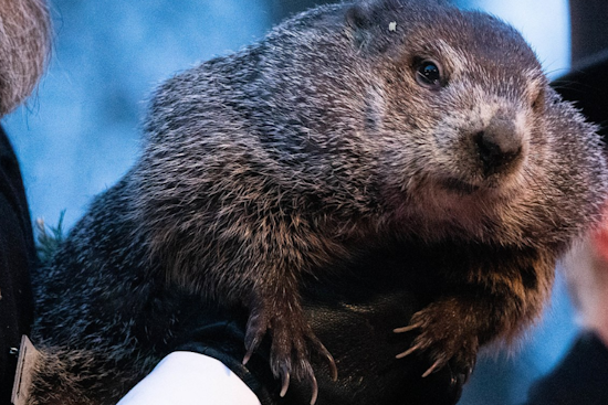 Punxsutawney Mourns Passing of Beloved Groundhog Day Icon, William "Bill" Deeley