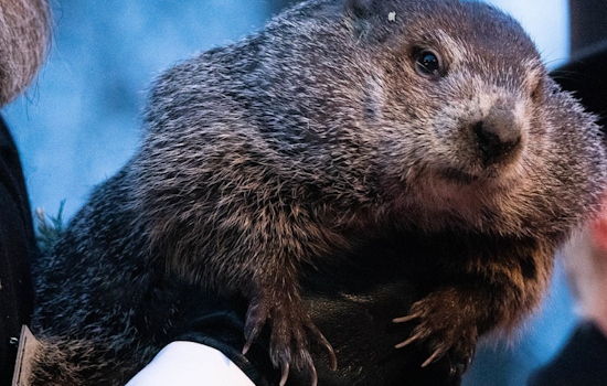 Punxsutawney Mourns Passing of Beloved Groundhog Day Icon, William "Bill" Deeley