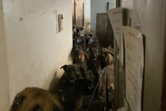 Queens Man Charged with 48 Counts of Animal Cruelty After Nearly 50 Dogs Found in Neglect