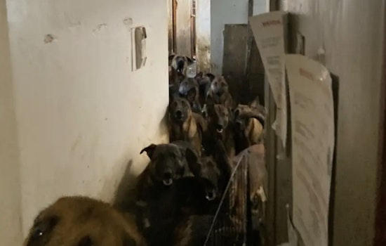 Queens Man Charged with 48 Counts of Animal Cruelty After Nearly 50 Dogs Found in Neglect