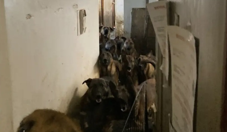 Queens Man Charged with 48 Counts of Animal Cruelty After Nearly 50 Dogs Found in Neglect