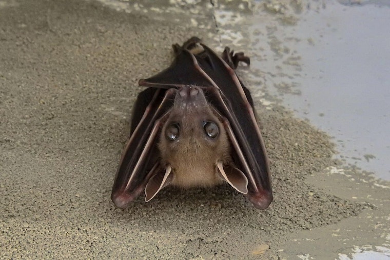 Rabid Bat Found in Portage Park Prompts Public Health Alert in Kalamazoo County