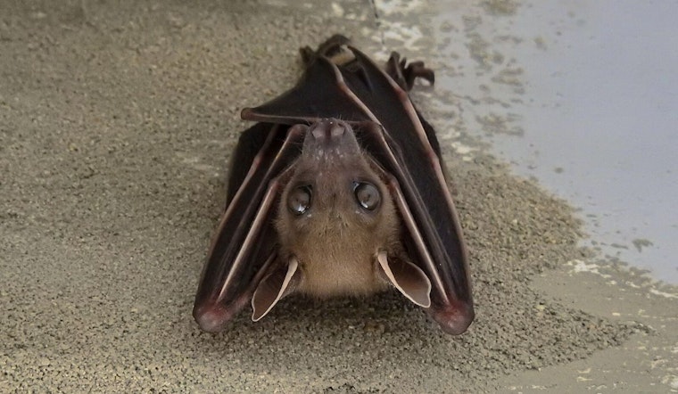 Rabid Bat Found in Portage Park Prompts Public Health Alert in Kalamazoo County
