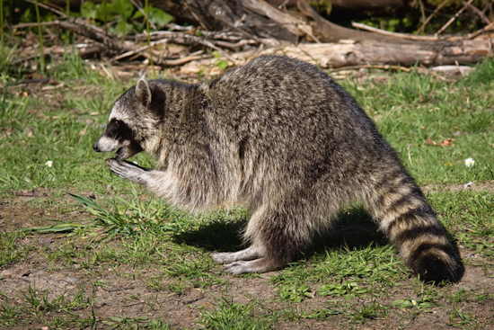 Rabies Alert for West River: Anne Arundel County Health Officials Seek Exposure Information After Infected Raccoon Found on Muddy Creek Road