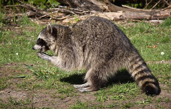 Rabies Alert for West River: Anne Arundel County Health Officials Seek Exposure Information After Infected Raccoon Found on Muddy Creek Road