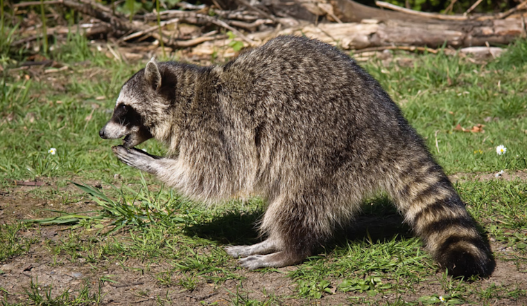Rabies Alert for West River: Anne Arundel County Health Officials Seek