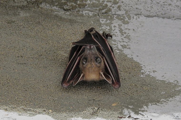 Rabies Alert in Boulder: Dog Exposed to Infected Bat on Residential Property