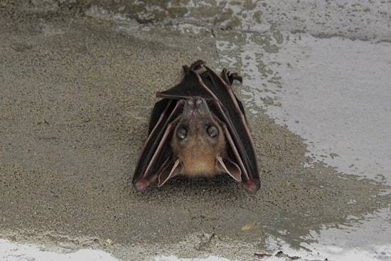 Rabies Alert in Boulder: Dog Exposed to Infected Bat on Residential Property