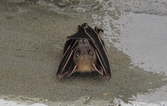 Rabies Alert in Boulder: Dog Exposed to Infected Bat on Residential Property