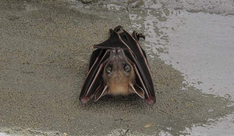 Rabies Alert in Boulder: Dog Exposed to Infected Bat on Residential Property