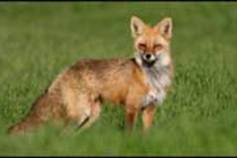 Rabies Alert in Hays County: Two Fox Attacks in Wimberley and San Marcos Prompt Community Caution