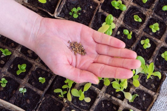 Raleigh's Pullen Community Center Hosts "Throw-and-Grow" Seed Pod Workshop to Boost Local Pollinator Habitats