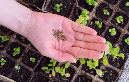 Raleigh's Pullen Community Center Hosts "Throw-and-Grow" Seed Pod Workshop to Boost Local Pollinator Habitats
