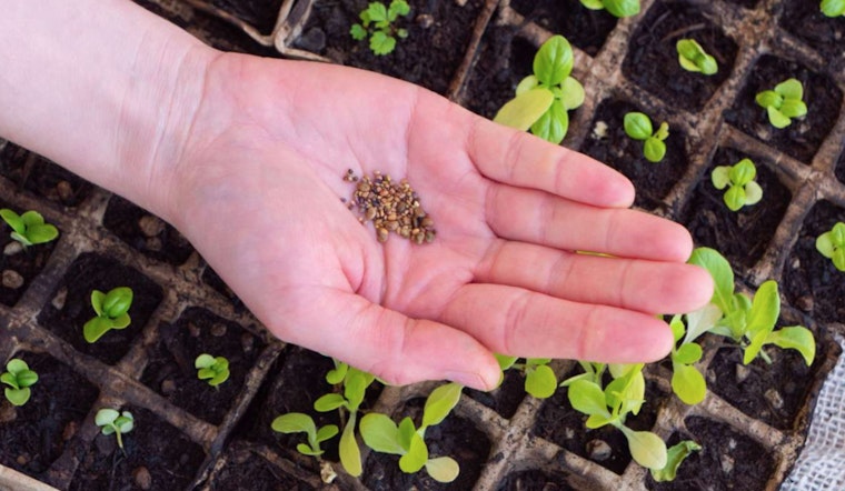 Raleigh's Pullen Community Center Hosts "Throw-and-Grow" Seed Pod Workshop to Boost Local Pollinator Habitats