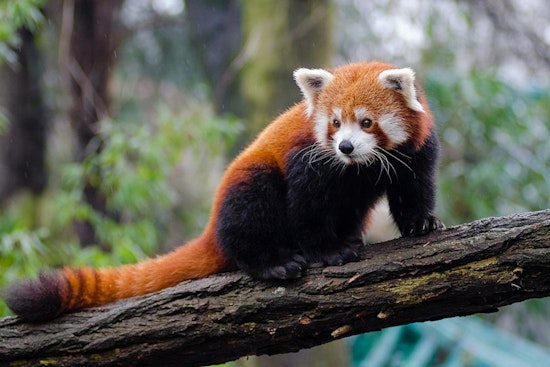 Red Pandas to Enjoy New Habitat at Maryland Zoo Amid Main Valley Modernization