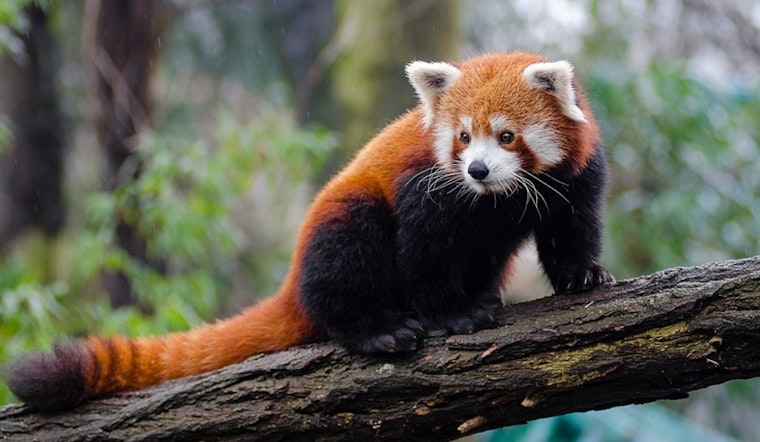Red Pandas to Enjoy New Habitat at Maryland Zoo Amid Main Valley Modernization