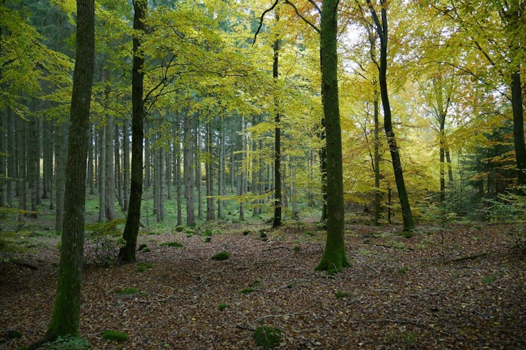 Rejuvenate with Nature: Forest Bathing Session at Spring Lake Regional Park on June 1st