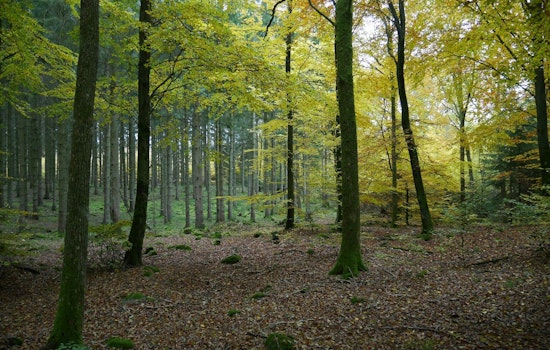 Rejuvenate with Nature: Forest Bathing Session at Spring Lake Regional Park on June 1st