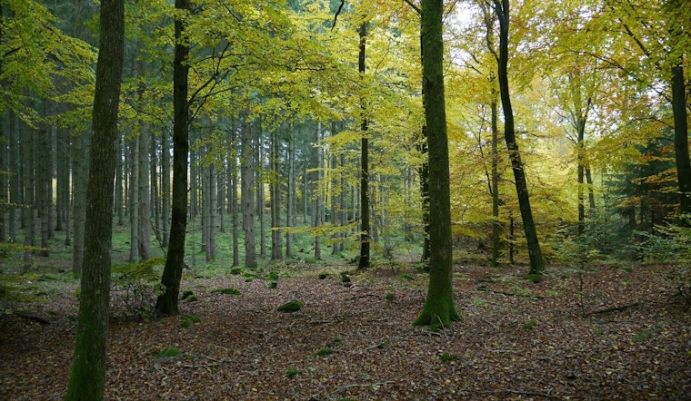 Rejuvenate with Nature: Forest Bathing Session at Spring Lake Regional Park on June 1st