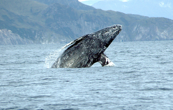 Rise in Whale Fatalities Alarms San Francisco Bay Area as Sixth Gray Whale Found Dead Near Treasure Island