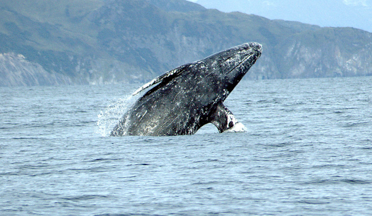 Rise in Whale Fatalities Alarms San Francisco Bay Area as Sixth Gray Whale Found Dead Near Treasure Island