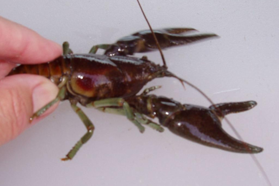 Rusty Crayfish Invade Northeast Colorado's Little Thompson River, CPW Confirms