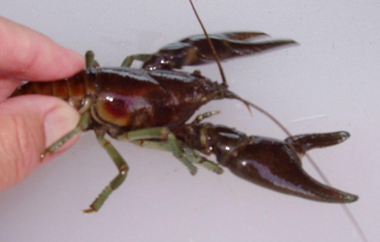 Rusty Crayfish Invade Northeast Colorado's Little Thompson River, CPW Confirms