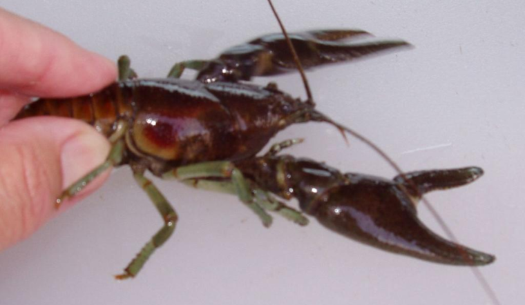 Rusty Crayfish Invade Northeast Colorado's Little Thompson River, CPW Confirms
