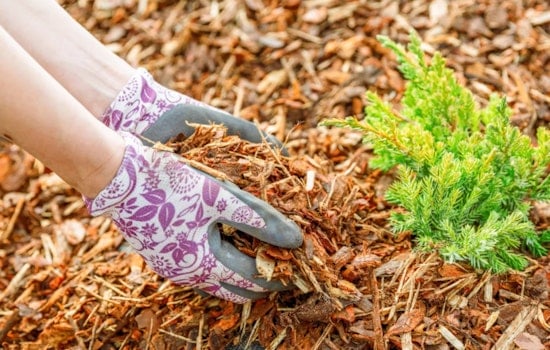 Sacramento Celebrates "Mulch Mayhem", Free Mulch and Compost Giveaway on May 17 to Boost Water Conservation and Garden Health