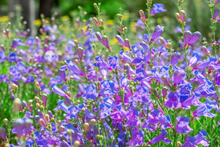 Sacramento Expands Drought-Tolerant Plant List, Offers Up to $50K in Rebates for Water-Wise Landscaping