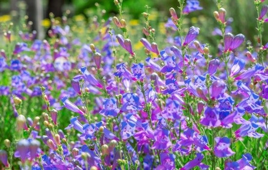 Sacramento Expands Drought-Tolerant Plant List, Offers Up to $50K in Rebates for Water-Wise Landscaping