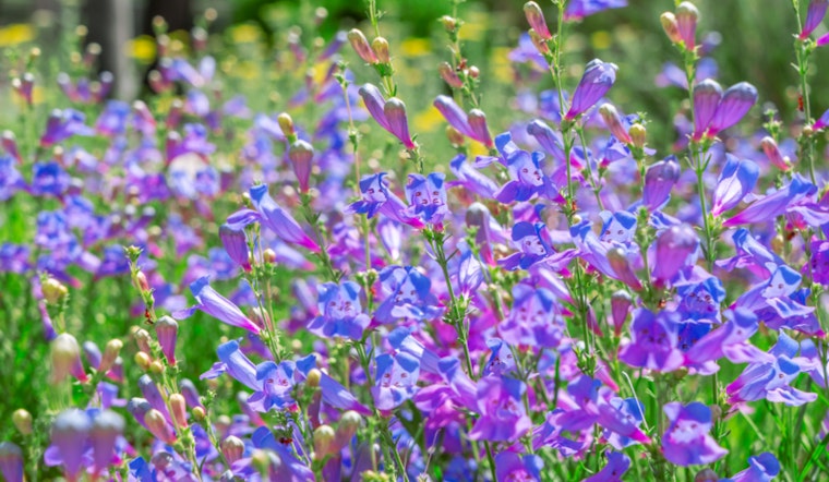 Sacramento Expands Drought-Tolerant Plant List, Offers Up to $50K in Rebates for Water-Wise Landscaping