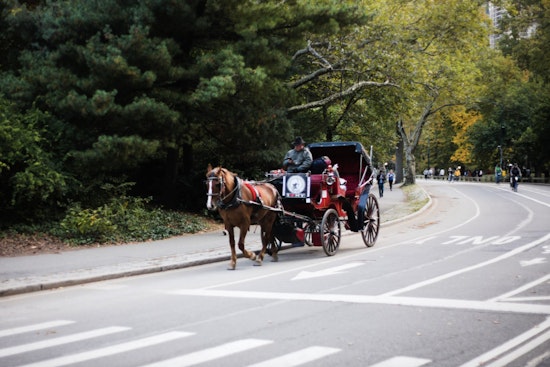 Safety Concerns Mount in NYC After Central Park Carriage Accidents and Runaway Horse Incident