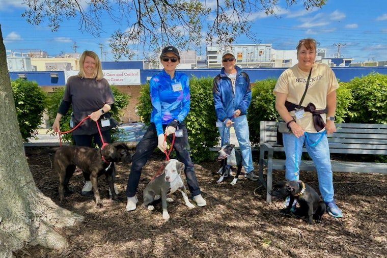Saint Louis County Animal Shelter Expands Volunteer Program, Welcomes Animal Lovers to Join the Cause